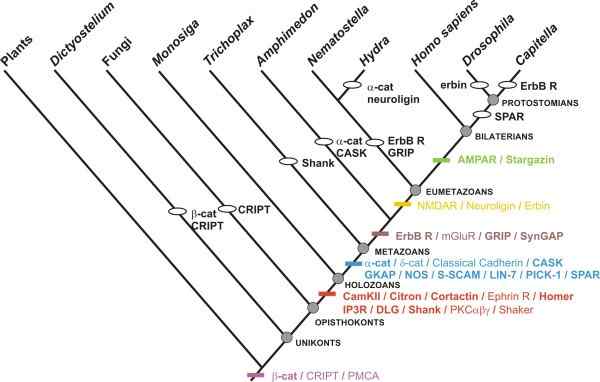 Différence entre Metazoa et Eumetazoa