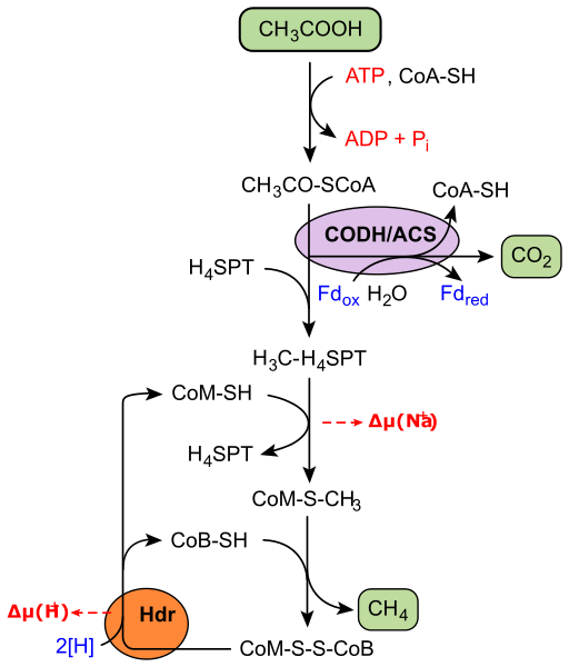 Unterschied zwischen Methanogenen und Methanotrophen