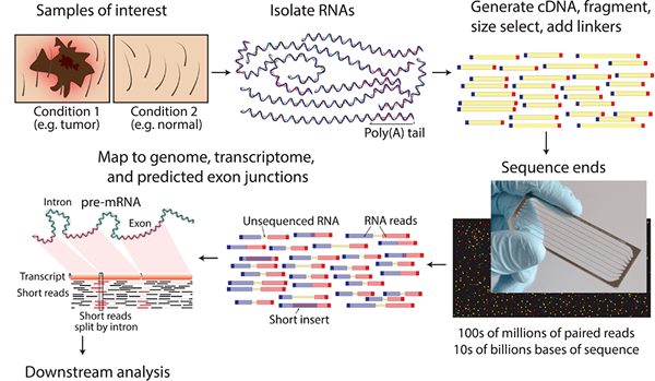 Perbezaan antara penjujukan microarray dan RNA