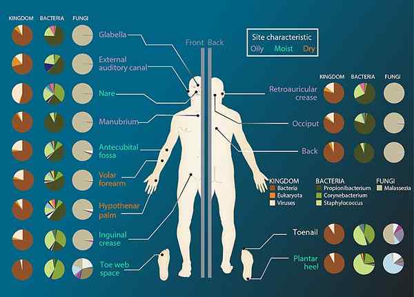 Diferencia entre microbioma y microbiota