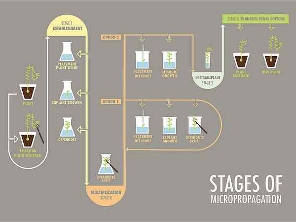Perbedaan antara mikropropagasi dan hibridisasi sel somatik