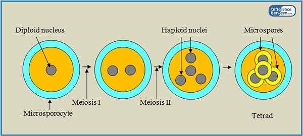 Différence entre la microsporogenèse et la mégasporogenèse