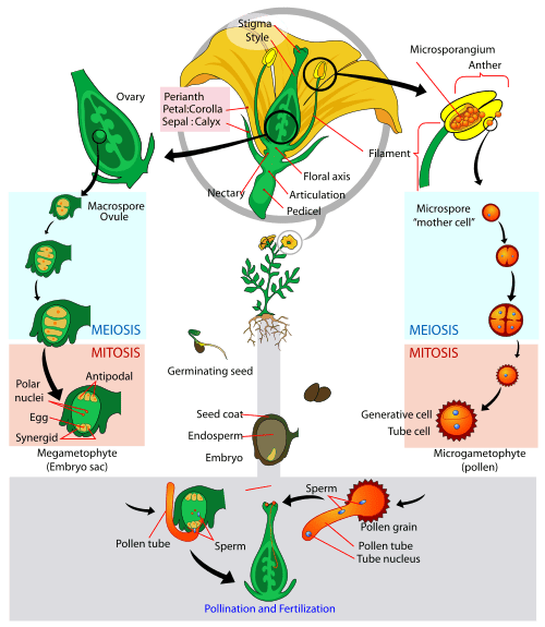 Différence entre microsporogenèse et microgamétogenèse