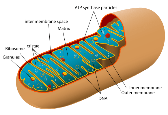 Diferencia entre las mitocondrias y el cloroplasto