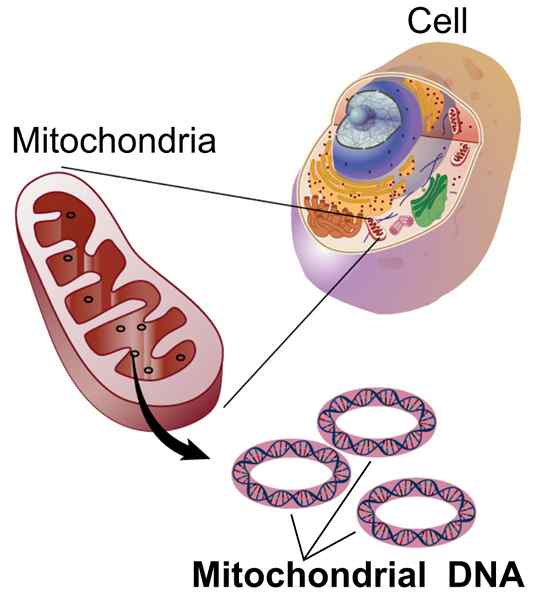 Diferencia entre el ADN mitocondrial y el ADN de cloroplasto