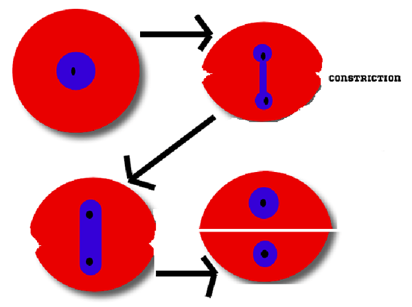 Différence entre la mitose et l'amitose