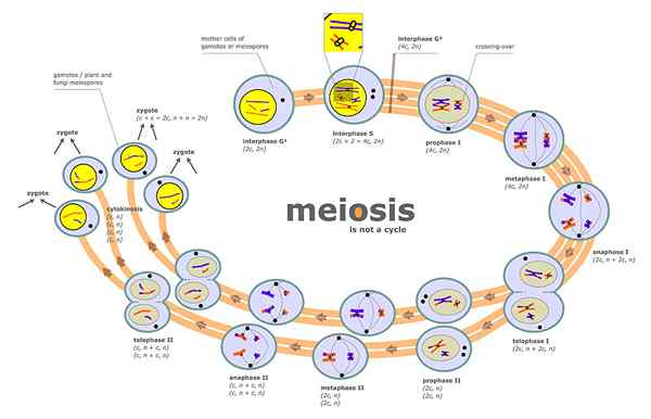 Perbedaan antara mitosis dan meiosis