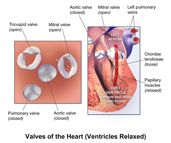 Perbezaan antara injap mitral dan injap tricuspid