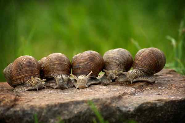 Différence entre les mollusques et les arthropodes