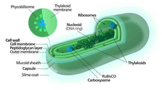 Unterschied zwischen Monera und Protista