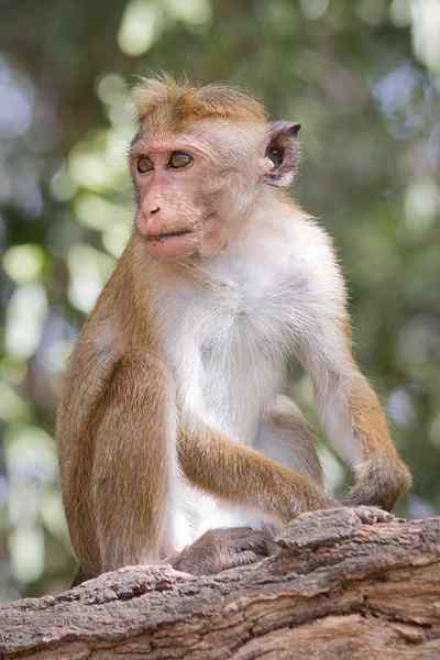 Différence entre singe et chimpanzé