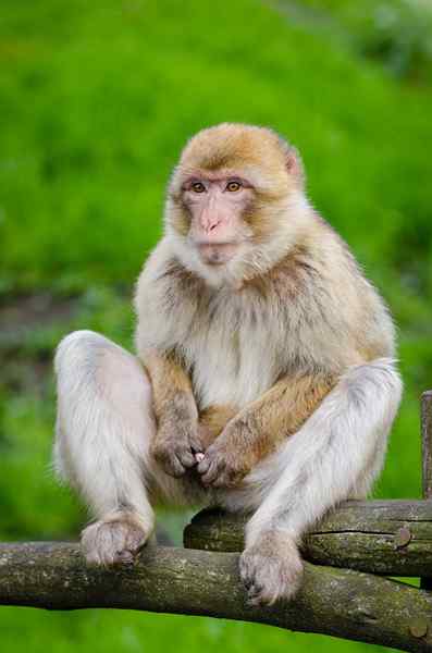 Différence entre singe et gorille