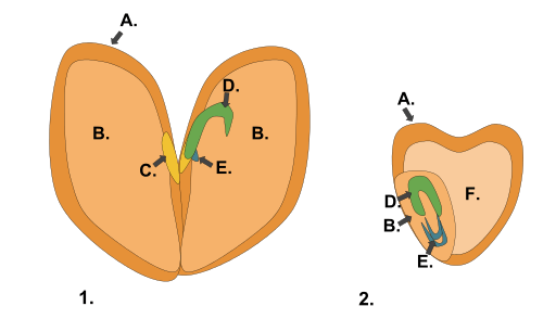 Perbedaan antara embrio monocot dan dikot