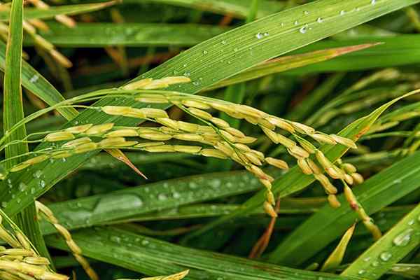 Perbedaan antara monocot dan daun dikot