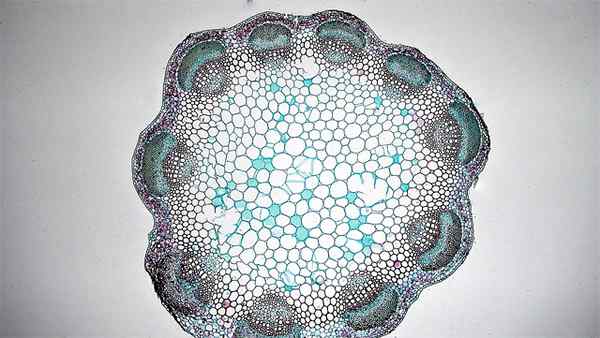 Perbezaan antara batang monocot dan dicot