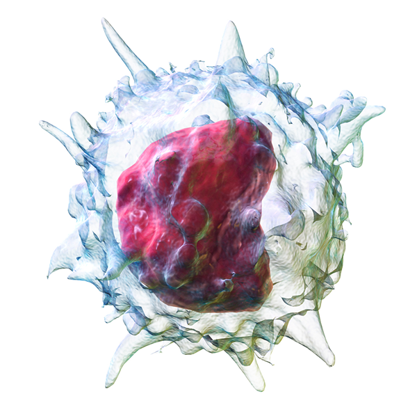 Différence entre le monocyte et les lymphocytes