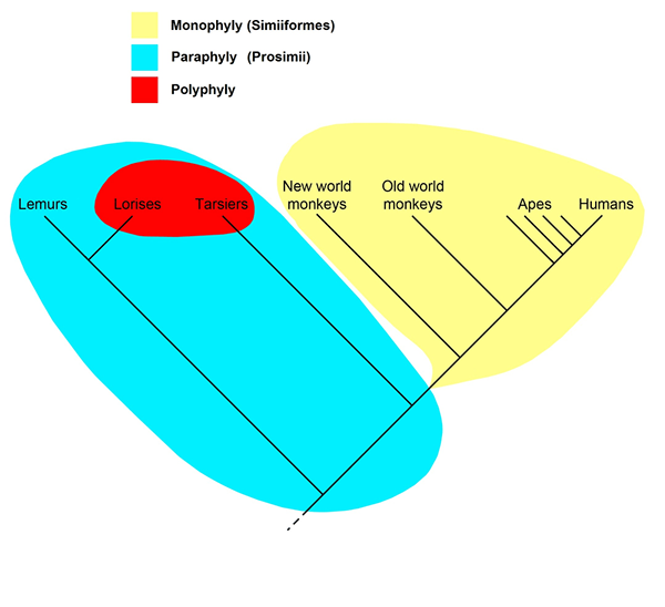 Différence entre la paraphylétique monophylétique et le polyphylétique