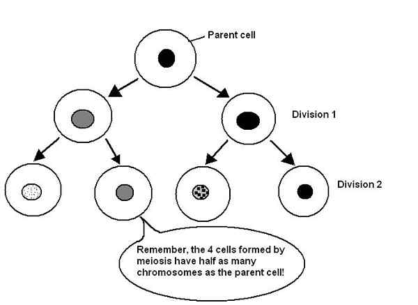 Différence entre la cellule mère et la cellule fille