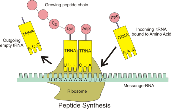 Unterschied zwischen mRNA und tRNA