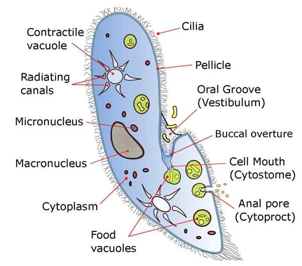 Diferencia entre multicelular y unicelular