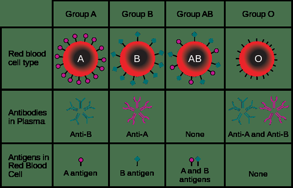 Perbezaan antara pelbagai alel dan sifat poligenik