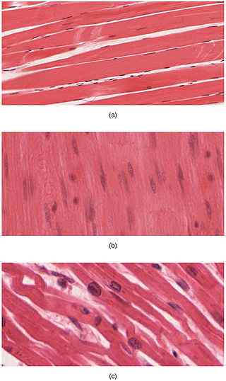 Différence entre le tissu musculaire et les tissus nerveux