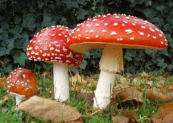 Perbedaan antara jamur dan toadstools