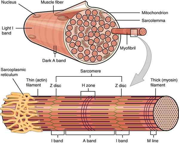 Perbedaan antara myofibril dan serat otot