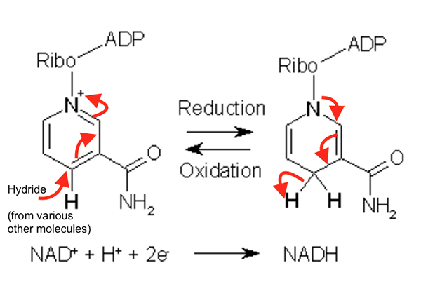 Différence entre NAD + NADH et NADPH