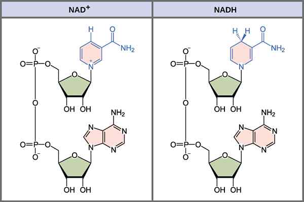 Différence entre NADH et FADH2