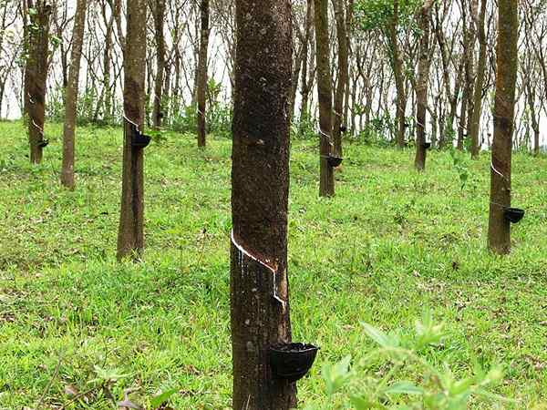 Perbedaan antara karet alam dan karet vulkanisir