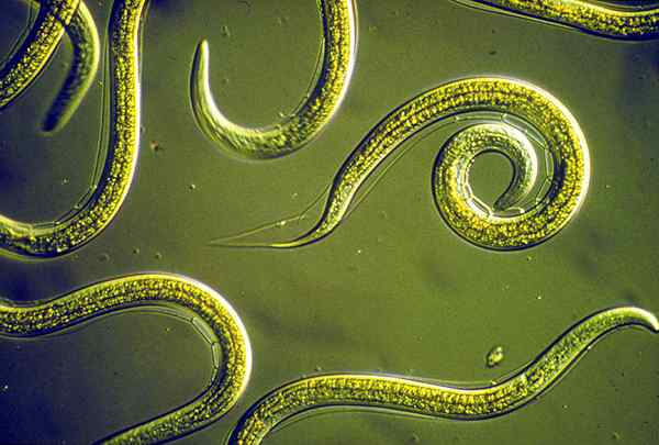 Diferencia entre nematodos y cestodes