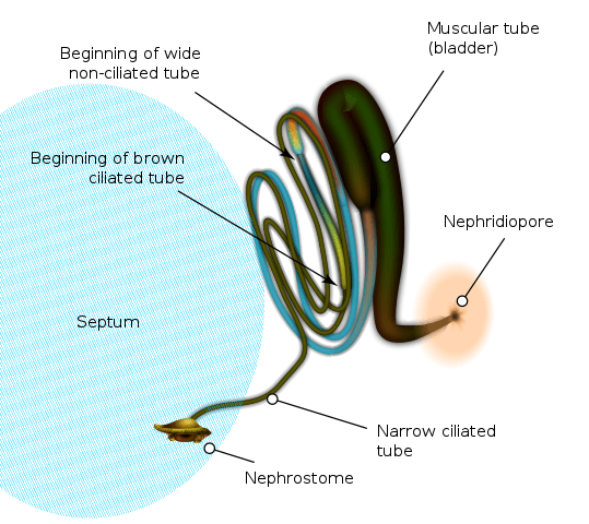 Différence entre les néphrides et les tubules malpighens