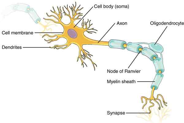 Unterschied zwischen Nephron und Neuron