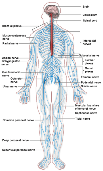 Différence entre le système nerveux et le système endocrinien