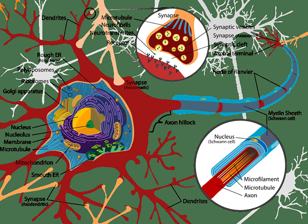 Différence entre le neurrilemme et la gaine de myéline