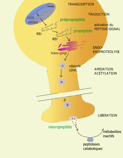 Perbezaan antara neuropeptida dan neurotransmitter