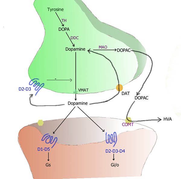 Perbezaan antara neurotransmitter dan neuromodulator