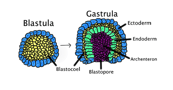 Différence entre la neurulation et la gastrulation