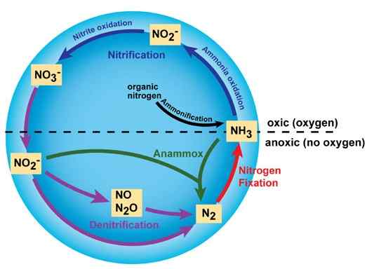 Diferencia entre bacterias nitrificantes y desnitrificantes