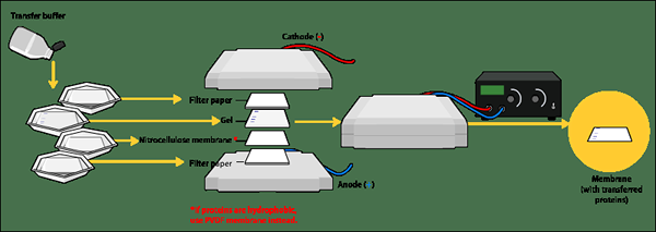 Différence entre la nitrocellulose et le PVDF