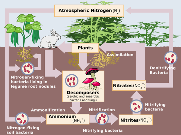 Perbezaan antara penetapan nitrogen dan nitrifikasi