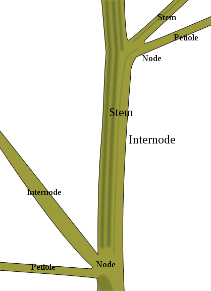 Unterschied zwischen Knoten und Internode