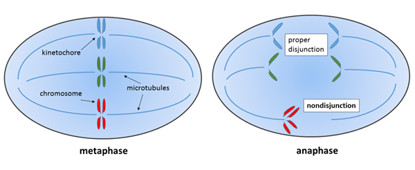 Différence entre les mutations non docites et de translocation