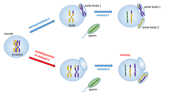 Perbezaan antara nondisjunction dalam meiosis 1 dan 2