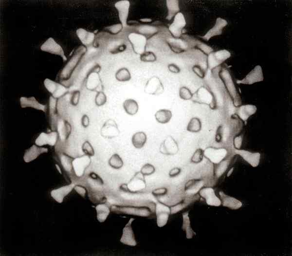 Perbedaan antara norovirus dan rotavirus