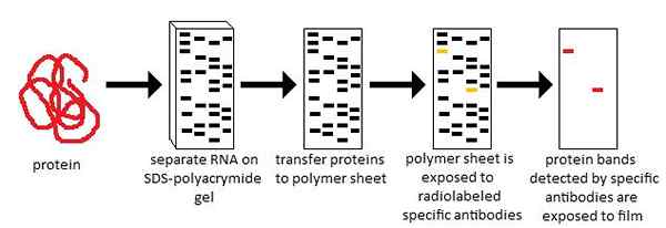 Perbedaan antara Northern Southern dan Western blotting