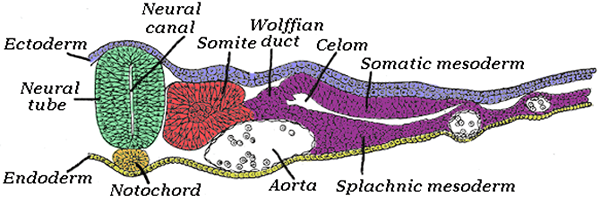 Perbedaan antara notochord dan tali saraf