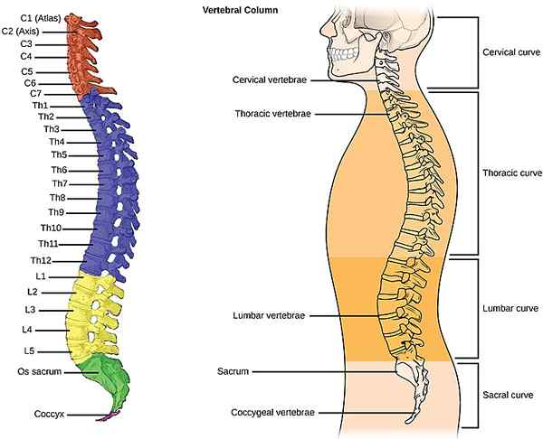 Perbezaan antara lajur notochord dan vertebral