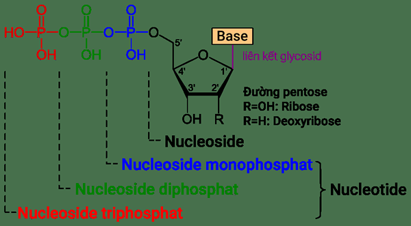 Différence entre nucléotide et nucléosides